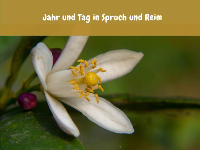 Jahr und Tag in Spruch und Reim